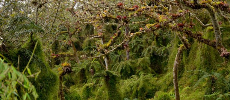 Deforestasyon an Ayiti: rat manje kann, zandolit mouri inosan