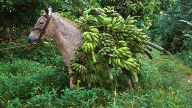 Bananas On Donkey 001