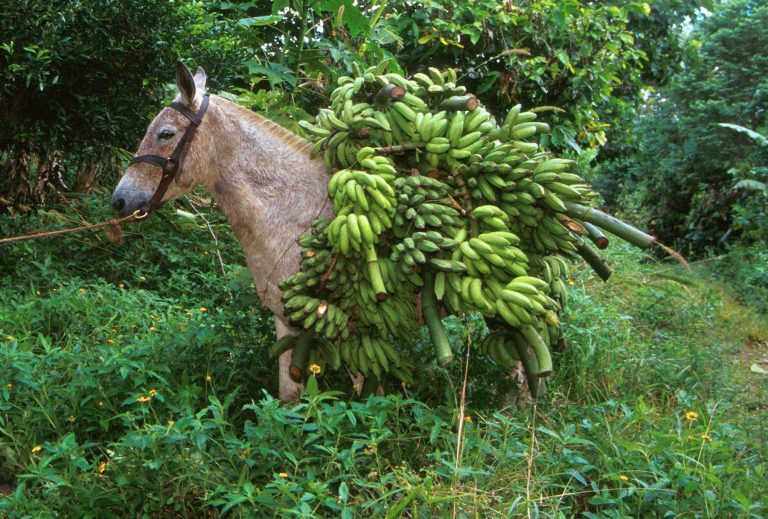 Bananas On Donkey 001