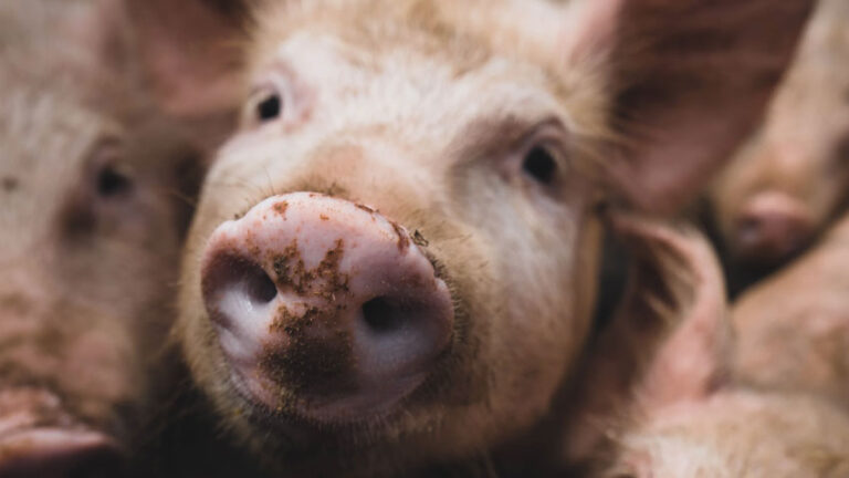 Épizootie de peste porcine chez les voisins