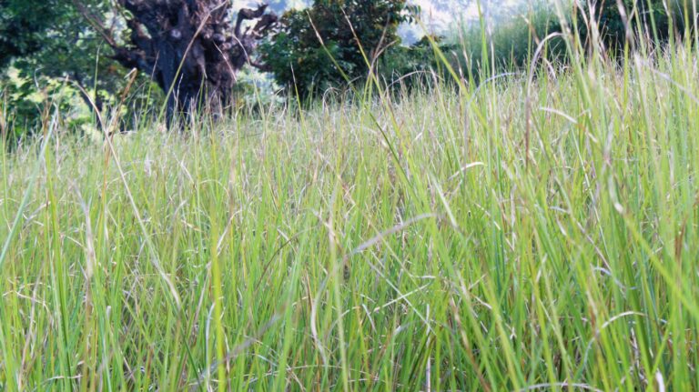 Haïti est le premier pays exportateur mondial de vétiver.